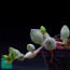 Adromischus filicaulis ssp. marlothii, immagine dell'intero esemplare.