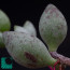 Adromischus filicaulis ssp. marlothii, particolare delle foglie.