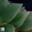 Crassula lactea, particolare delle foglie. I punti bianchi corrispondono a idatodi acquiferi, da cui la pianta secerne acqua nelle prime ore della mattina.