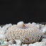 Epithelantha cryptica, immagine dell'intero esemplare.