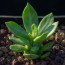 Monadenium guentheri, esemplare intero.