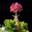 Crassula cv. Estagnol, esemplare in fiore.