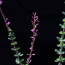 Ceraria fruticulosa, particolare dell'apice della pianta.