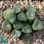 Haworthia truncata, esemplare adulto (fotografia di prodotti non oggetto di questa offerta, ai soli fini descrittivi).