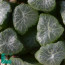 Haworthia truncata, particolare dell'apice della pianta (fotografia di prodotti non oggetto di questa offerta, ai soli fini descrittivi).