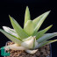 × Gasteraloe cv. Green Ice, immagine dell'intero esemplare.