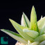 × Gasteraloe cv. Green Ice, immagine dell'intero esemplare.