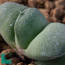 Gasteria glomerata, particolare dell'apice della pianta.