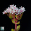 Crassula brevifolia, dettaglio dell'infiorescenza.