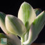Crassula ovata cv. Lemon & Lime, particolare dell'apice della pianta.