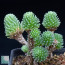 Sedum multiceps, immagine dell'intero esemplare.