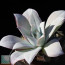 Echeveria cante, immagine dell'intero esemplare.