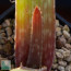 Aloe mubendiensis, particolare dell'apice della pianta.