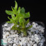 Crassula southii, esemplare intero.