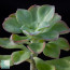 Echeveria brachetii, particolare dell'apice della pianta.