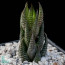 Haworthia coarctata var. tenuis, esemplare intero.