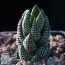 Haworthia coarctata f. chalwinii, esemplare intero.