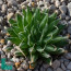 Haworthia arachnoidea var. namaquensis, immagine dell'intero esemplare.