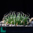 Haworthia arachnoidea var. namaquensis, immagine dell'intero esemplare.