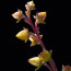 Echeveria compressicaulis, dettaglio dell'infiorescenza.