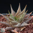 Haworthia limifolia, immagine dell'intero esemplare.