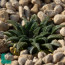 Haworthia parksiana, immagine dell'intero esemplare.