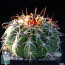 Melocactus curvispinus ssp. loboguerreroi, esemplare intero.