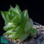 Haworthia cymbiformis var. ramosa, immagine dell'intero esemplare.