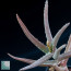 Aloe decaryi, particolare dell'apice della pianta.