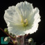 Monsonia crassicaulis, primo piano del fiore (fotografia di prodotti non oggetto di questa offerta, ai soli fini descrittivi).