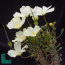 Monsonia crassicaulis, esemplare in fiore (fotografia di prodotti non oggetto di questa offerta, ai soli fini descrittivi).