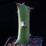Euphorbia caducifolia, esemplare intero.