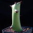 Euphorbia caducifolia, esemplare intero.