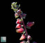 Echeveria penduliflora, dettaglio dell'infiorescenza.