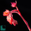 Echeveria triquiana, dettaglio dell'infiorescenza.