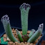 Adromischus cristatus, immagine dell'intero esemplare.
