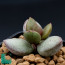 Adromischus marianae cv. Herrei Green, immagine dell'intero esemplare.