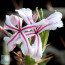 Pachypodium succulentum, particolare dei fiori (fotografia di prodotti non oggetto di questa offerta, ai soli fini descrittivi).
