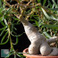 Pachypodium succulentum, particolare del caudice (fotografia di prodotti non oggetto di questa offerta, ai soli fini descrittivi).