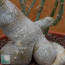 Pachypodium succulentum, particolare del caudice.