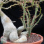 Pachypodium succulentum, particolare del caudice.