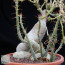 Pachypodium succulentum, particolare del caudice.