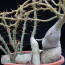 Pachypodium succulentum, particolare del caudice.