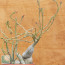 Pachypodium succulentum, esemplare intero.