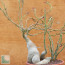Pachypodium succulentum, esemplare intero.