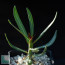 Pachypodium succulentum, esemplare intero.