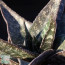 Gasteria excelsa, particolare dell'apice della pianta (fotografia di prodotti non oggetto di questa offerta, ai soli fini descrittivi).