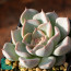 Echeveria turgida, immagine dell'intero esemplare.