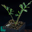 Pelargonium dolomiticum, immagine dell'intero esemplare.