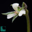 Pelargonium aridum, primo piano del fiore.